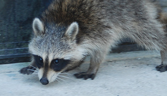 Raccoon Removal in Lafayette