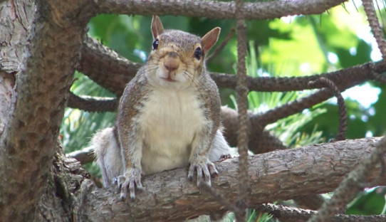 Squirrel Removal in Lafayette